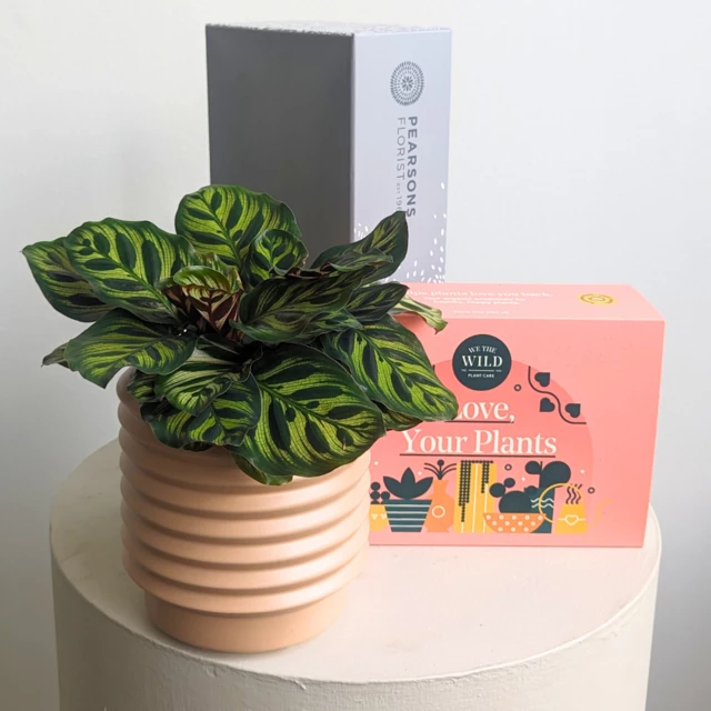 Plant Care Gift Hamper Delivery Sydney Pearsons Florist